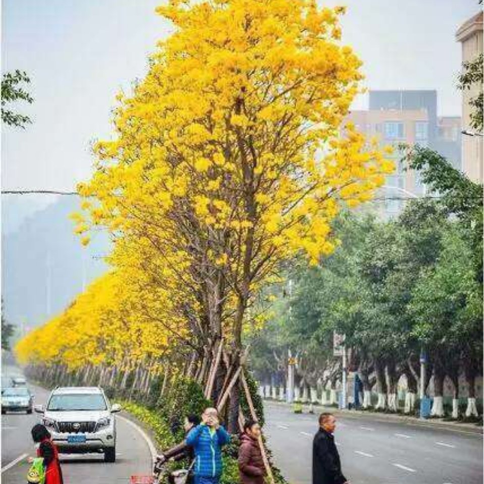 阿凡提