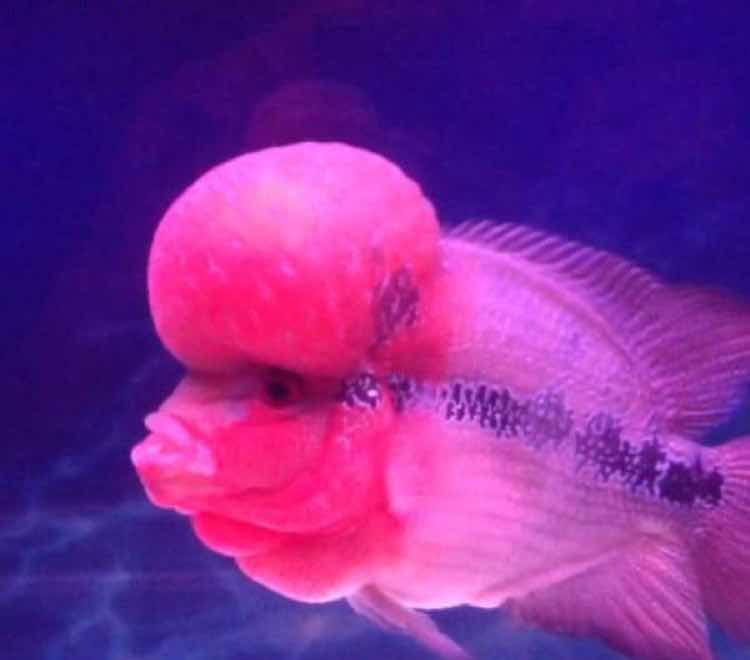 徐